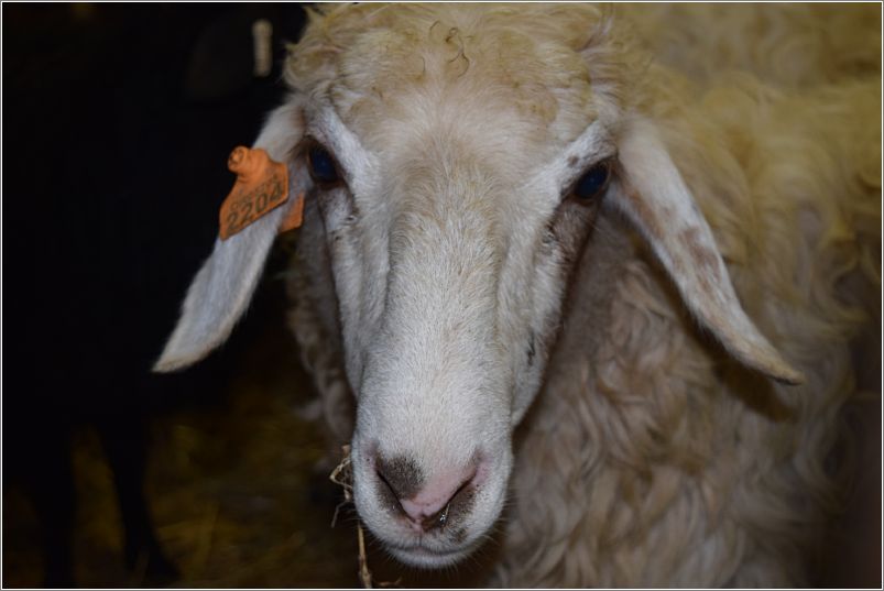 Annie-O Karakul sheep  From Scratch Farm, Lebanon, Oregon. Photo: Peggy Lundquist.